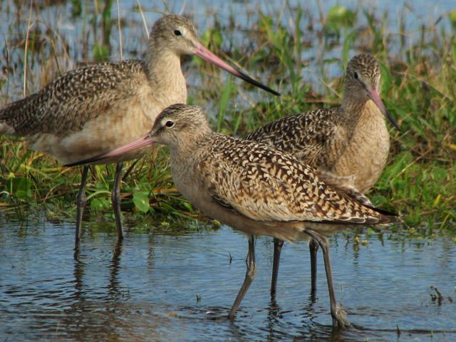 Marbled Godwits